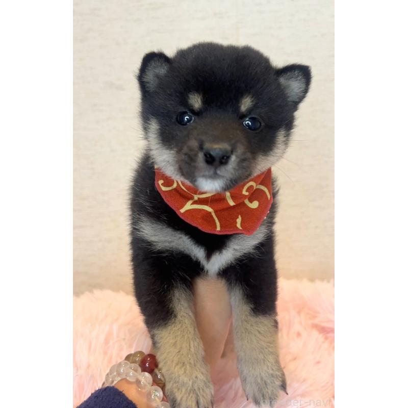 販売中の茨城県の豆柴-446931の3枚目