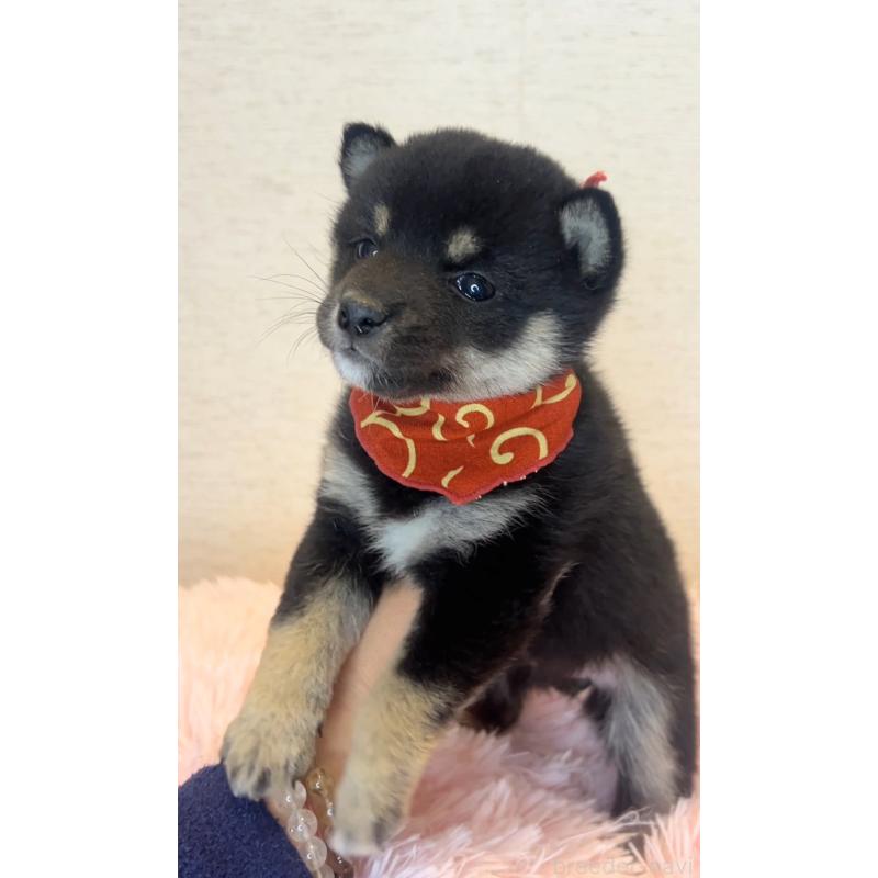 販売中の茨城県の豆柴-446931の2枚目