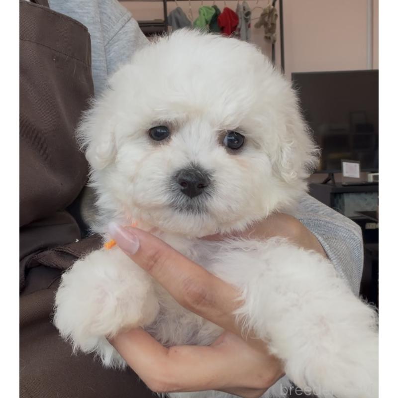 販売中の滋賀県のビションフリーゼ-446932の3枚目