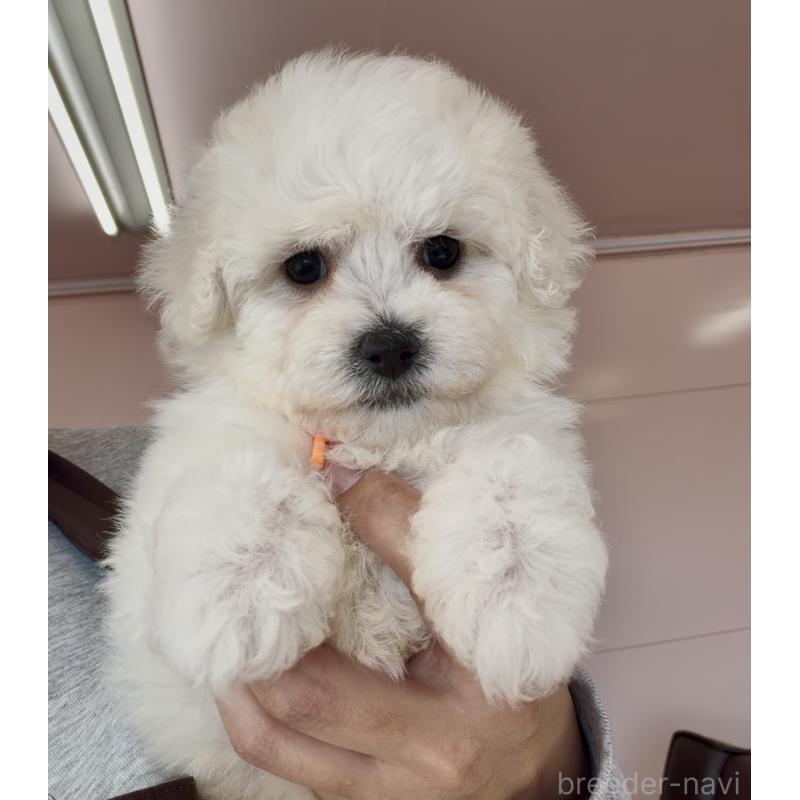 販売中の滋賀県のビションフリーゼ-446932の2枚目