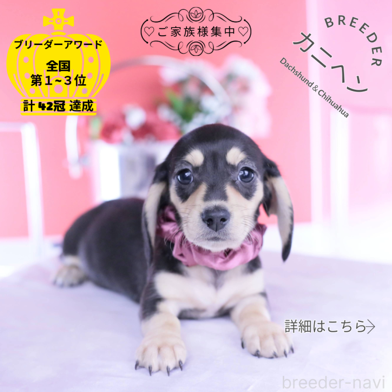 販売中の愛知県のカニンヘンダックスフンド(スムースヘアード)-440917