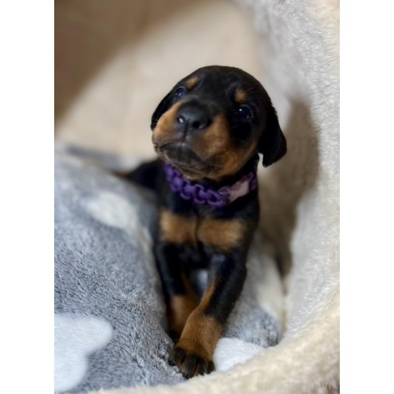 販売中の岩手県のドーベルマン-446933の4枚目