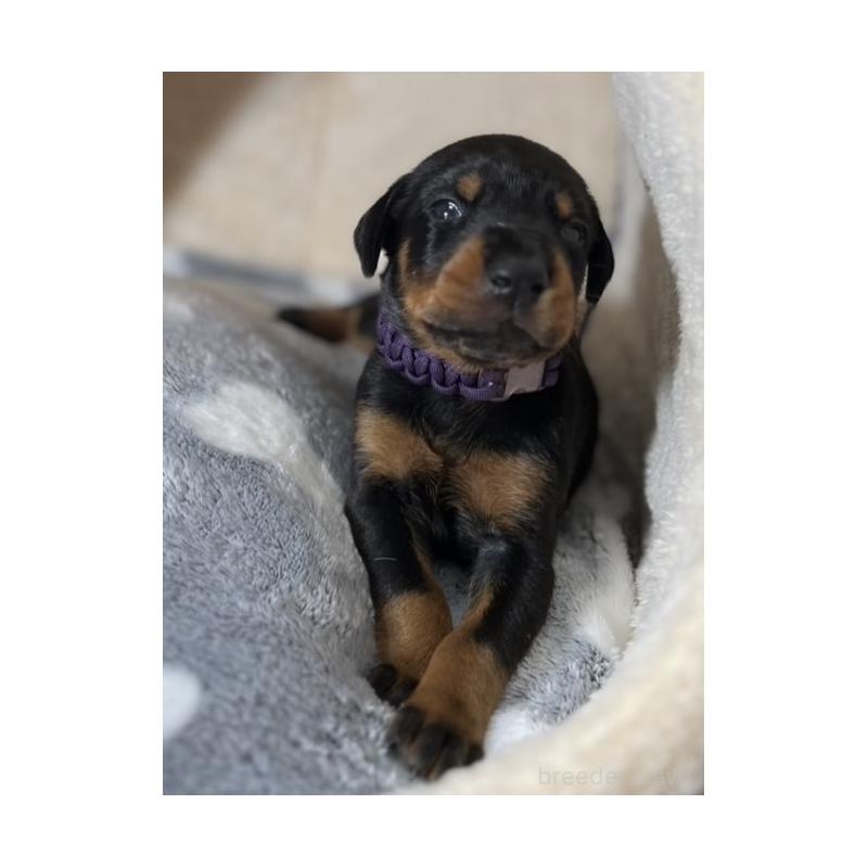 販売中の岩手県のドーベルマン-446933の3枚目