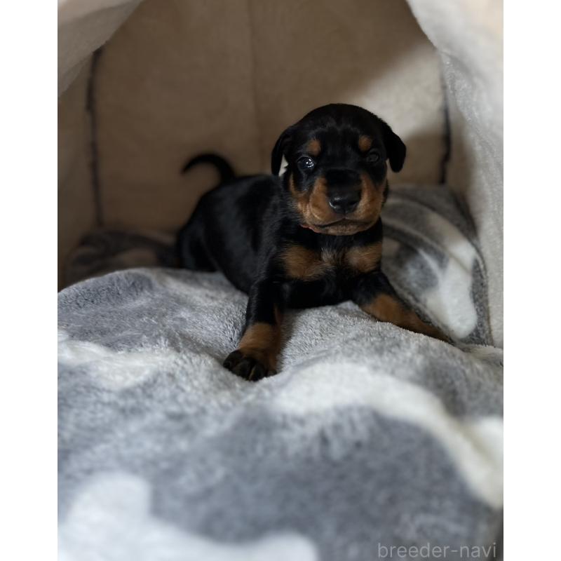 販売中の岩手県のドーベルマン-446934の3枚目