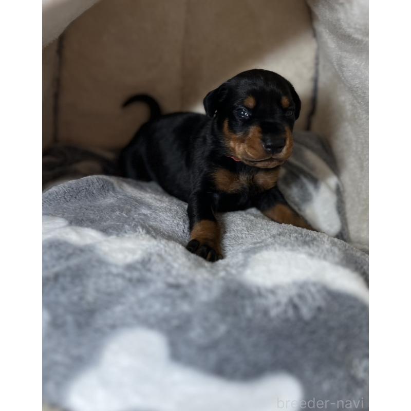 販売中の岩手県のドーベルマン-446934の2枚目