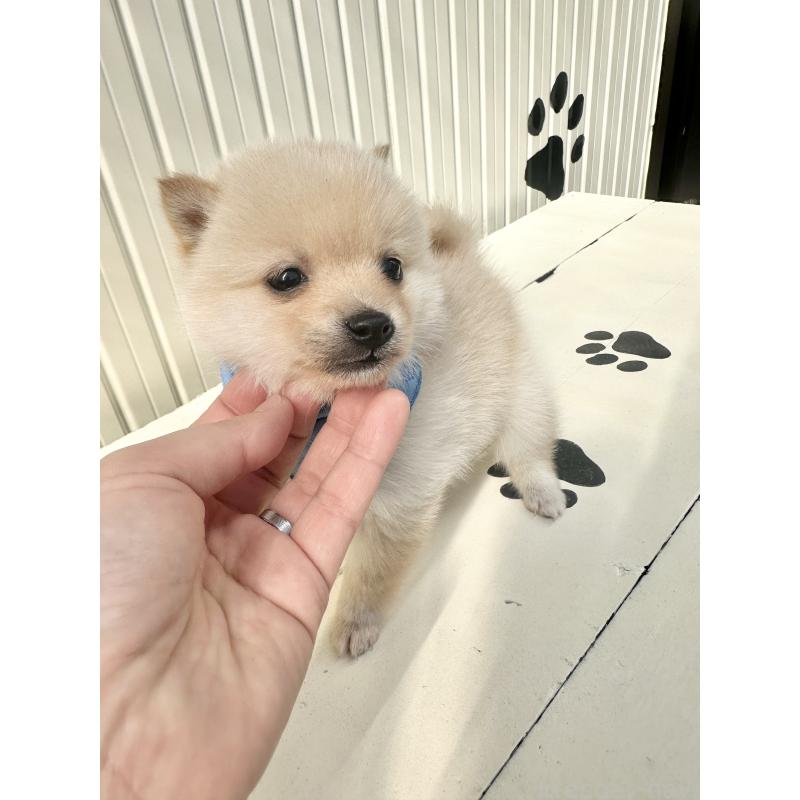 販売中の福岡県のミックス犬-439267の7枚目