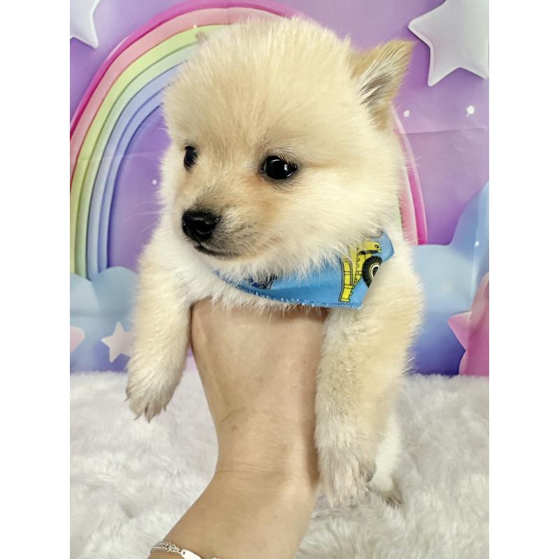 販売中の福岡県のミックス犬-439267の3枚目