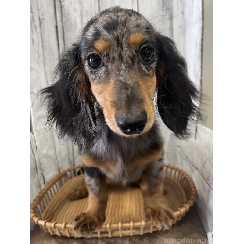 販売中の山梨県のミニチュアダックスフンド(ロングヘアード)-446935の6枚目