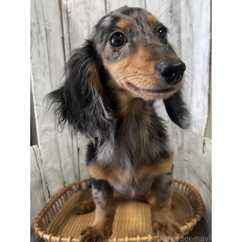 販売中の山梨県のミニチュアダックスフンド(ロングヘアード)-446935の5枚目