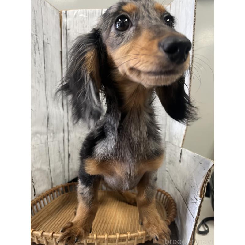 販売中の山梨県のミニチュアダックスフンド(ロングヘアード)-446935の4枚目