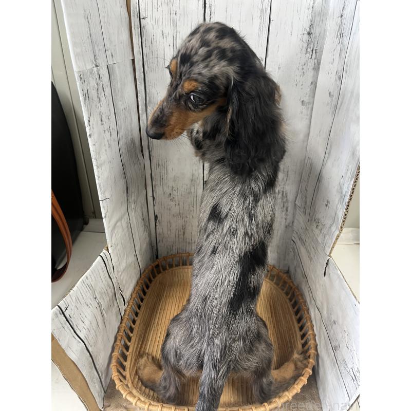 販売中の山梨県のミニチュアダックスフンド(ロングヘアード)-446935の3枚目