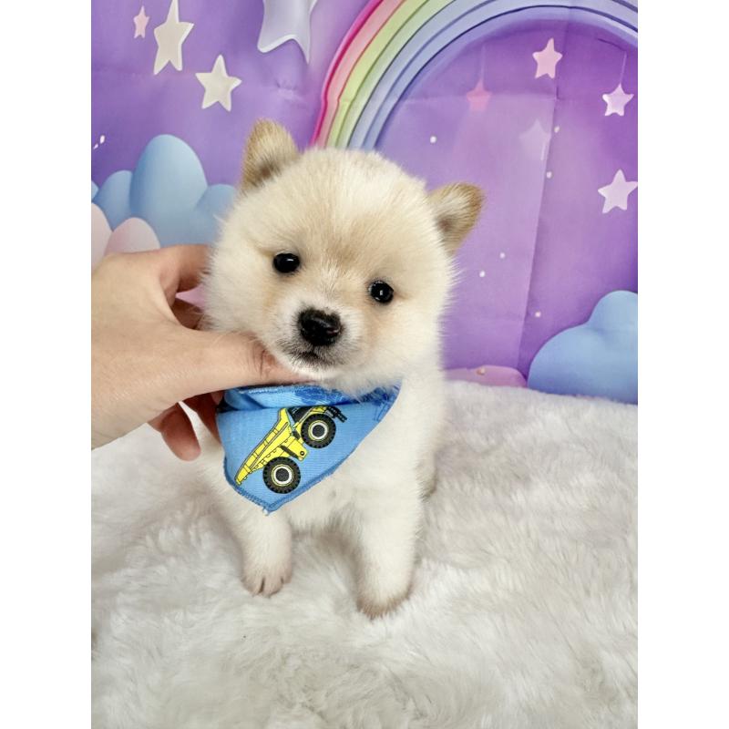 販売中の福岡県のミックス犬-439265