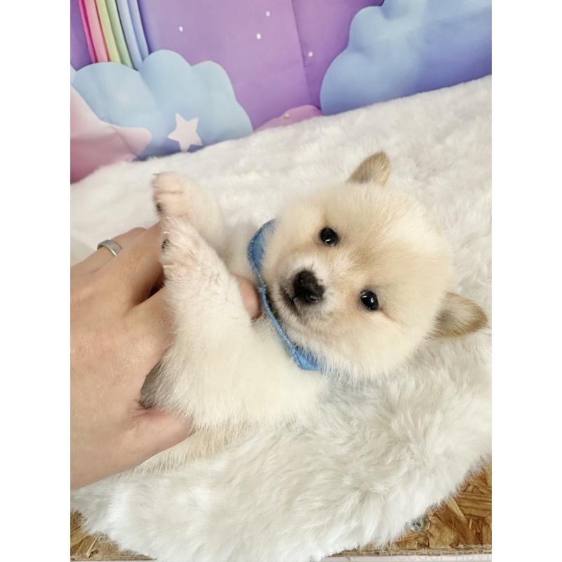 商談中の福岡県のミックス犬-439265の5枚目