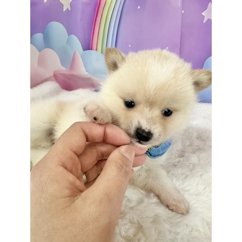 商談中の福岡県のミックス犬-439265の4枚目