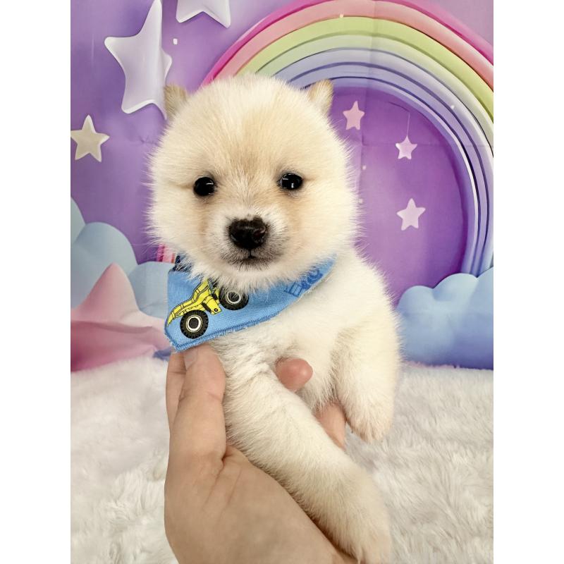 商談中の福岡県のミックス犬-439265の3枚目