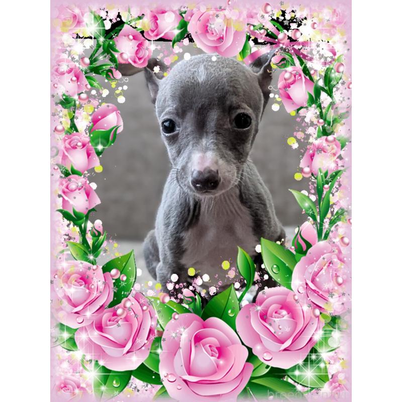 販売中の山口県のイタリアングレーハウンド(イタグレ)-446936の1枚目