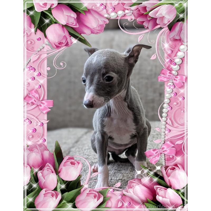 販売中の山口県のイタリアングレーハウンド(イタグレ)-446936の5枚目