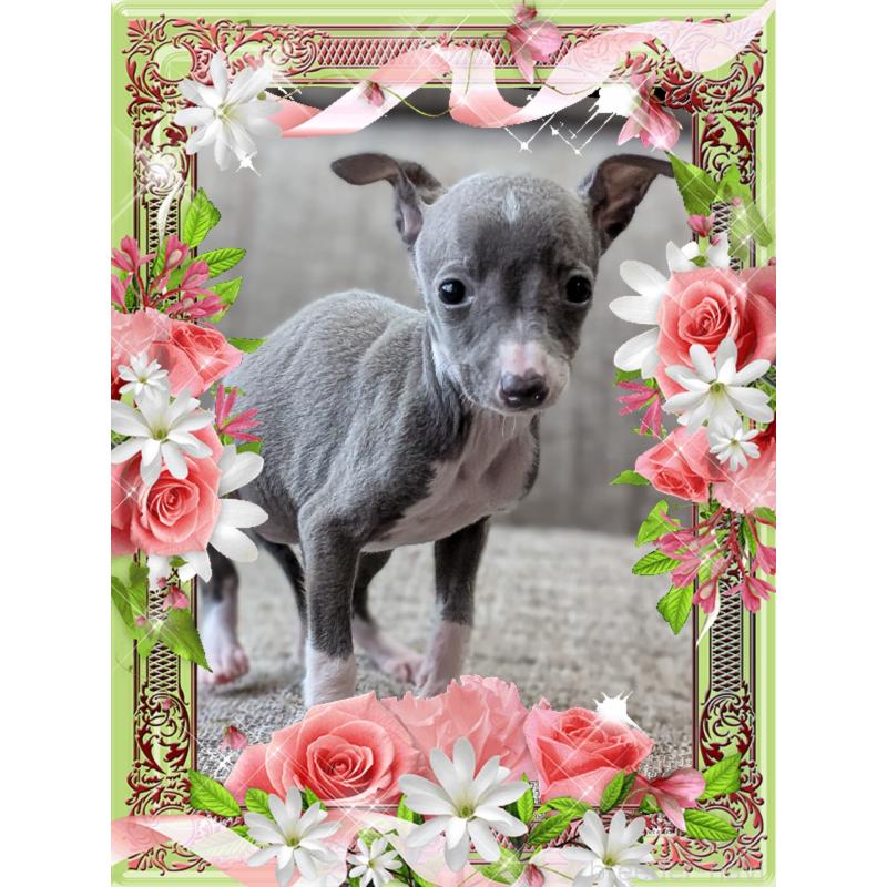 販売中の山口県のイタリアングレーハウンド(イタグレ)-446936の4枚目