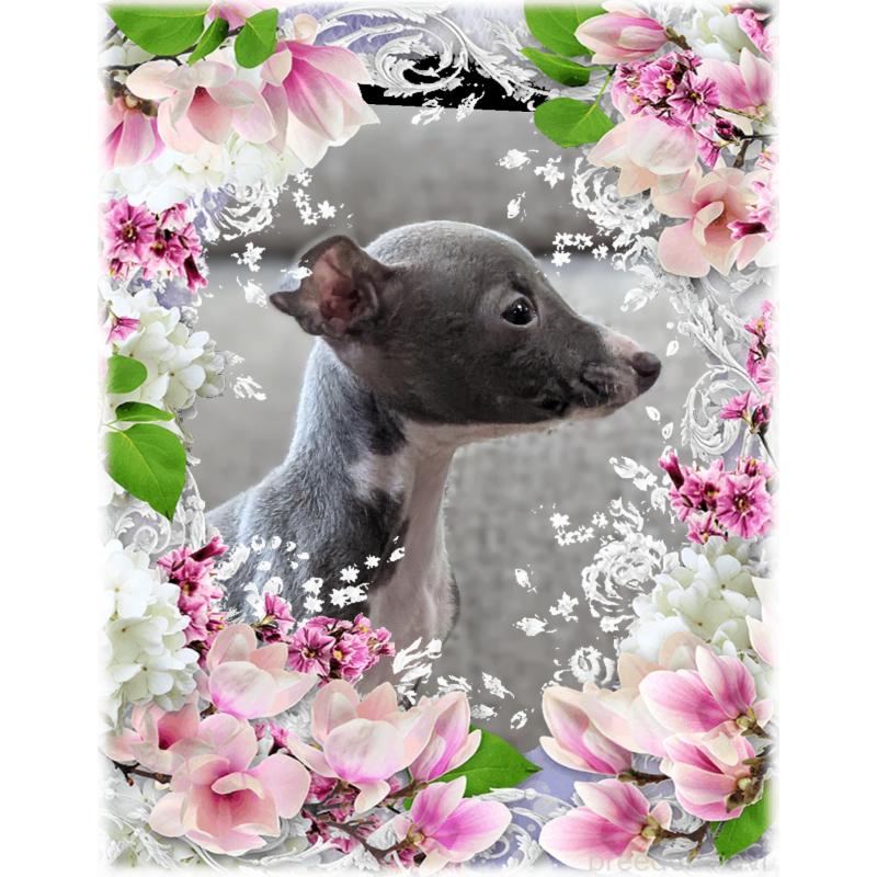 販売中の山口県のイタリアングレーハウンド(イタグレ)-446936の3枚目