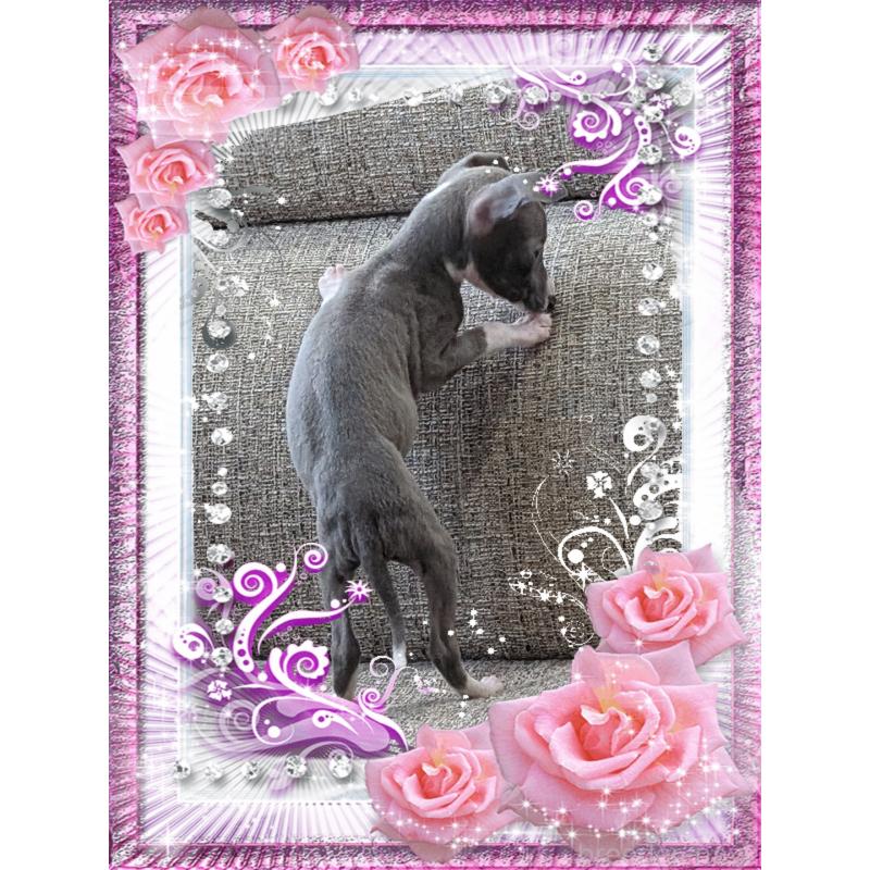 販売中の山口県のイタリアングレーハウンド(イタグレ)-446936の2枚目