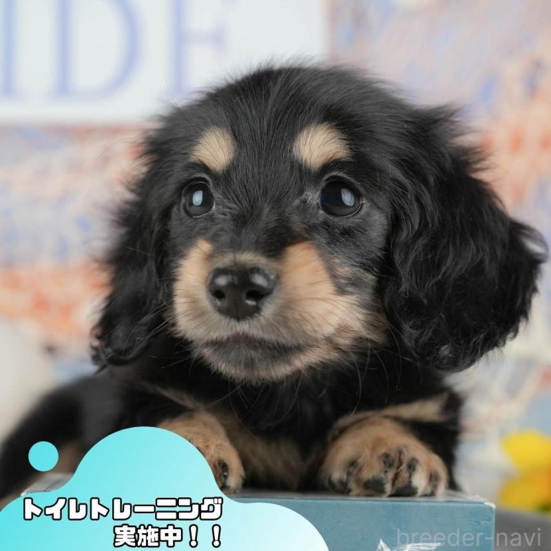 商談中の静岡県のミニチュアダックスフンド(ロングヘアード)-446939の1枚目