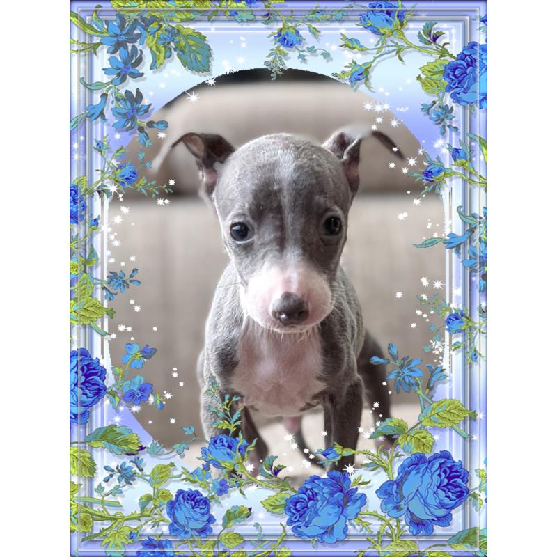 販売中の山口県のイタリアングレーハウンド(イタグレ)-446937