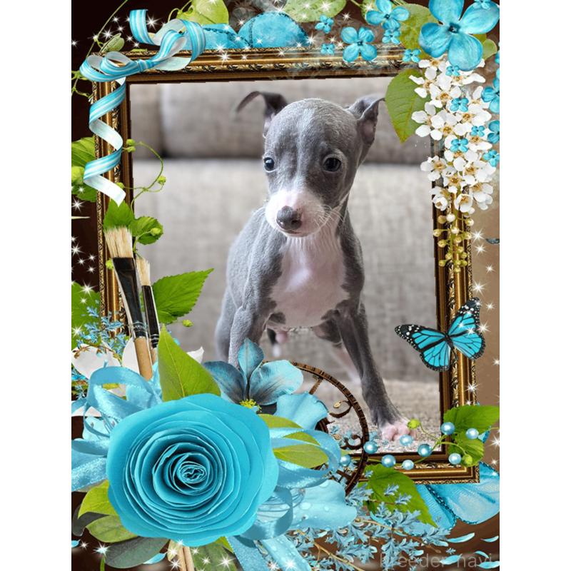 販売中の山口県のイタリアングレーハウンド(イタグレ)-446937の5枚目