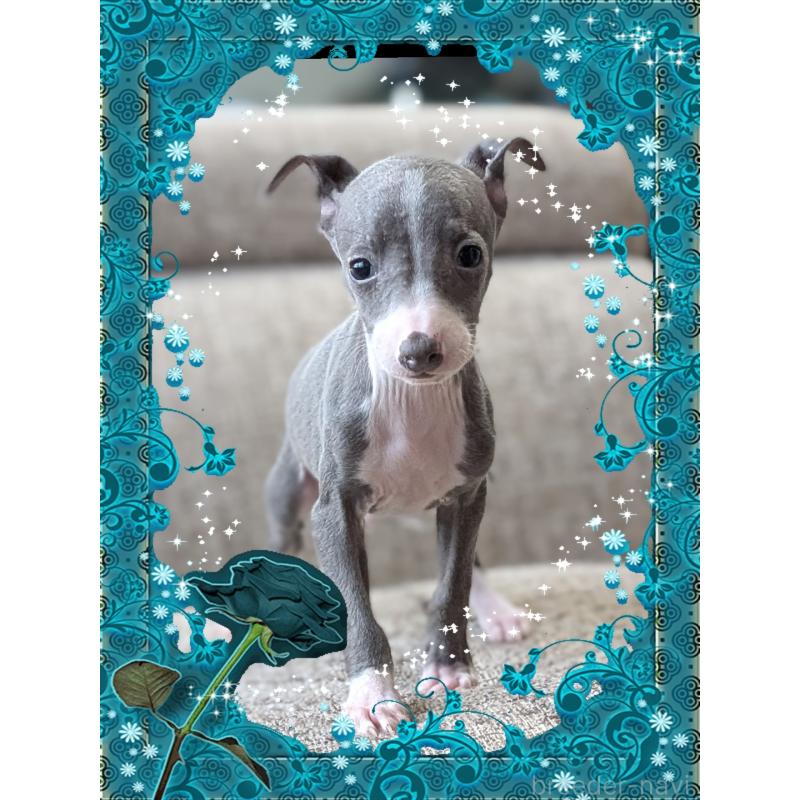 販売中の山口県のイタリアングレーハウンド(イタグレ)-446937の4枚目