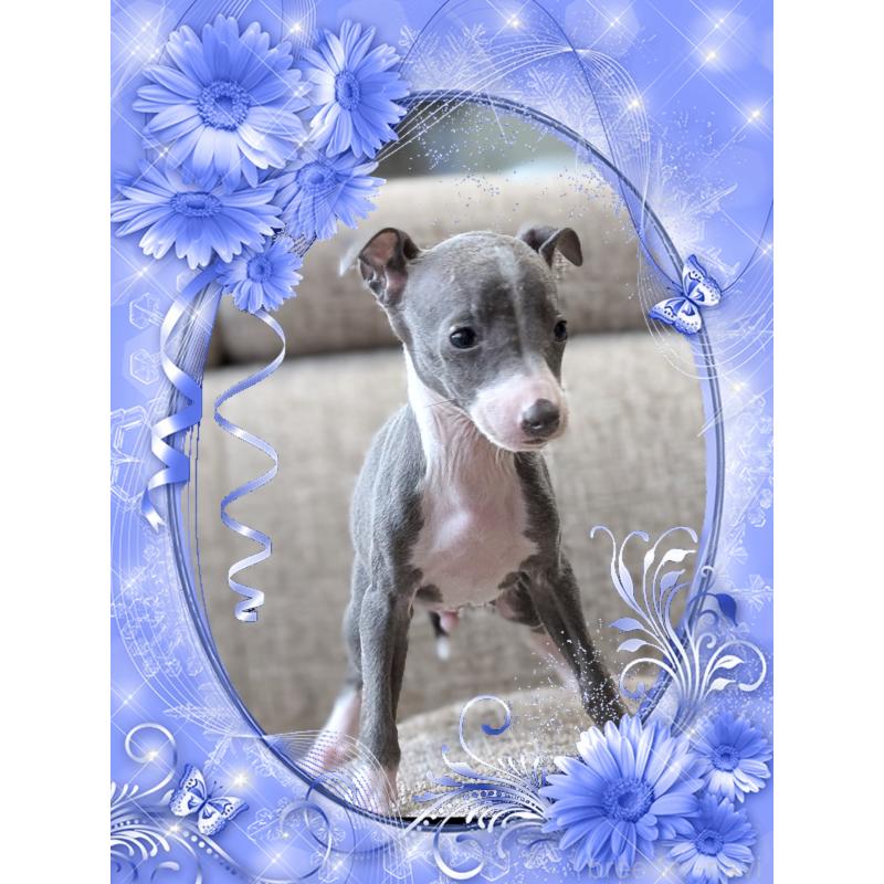 販売中の山口県のイタリアングレーハウンド(イタグレ)-446937の3枚目