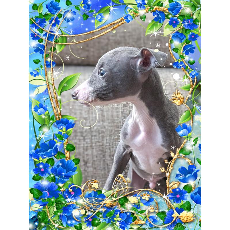 販売中の山口県のイタリアングレーハウンド(イタグレ)-446937の2枚目