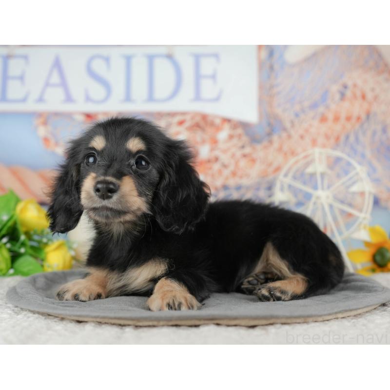 商談中の静岡県のミニチュアダックスフンド(ロングヘアード)-446939の6枚目