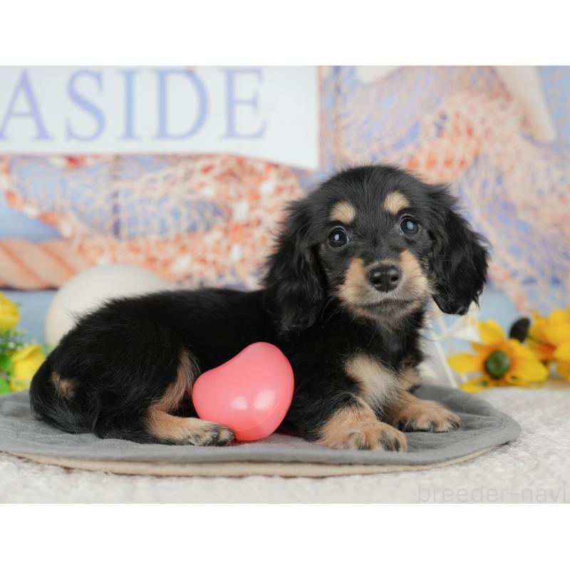 商談中の静岡県のミニチュアダックスフンド(ロングヘアード)-446939の2枚目