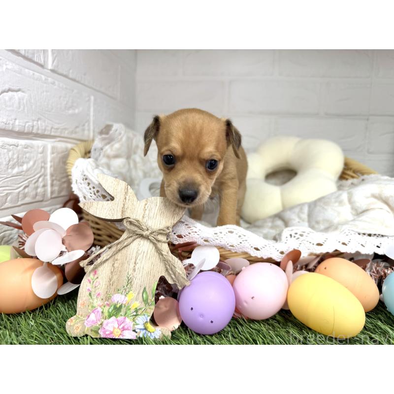 販売中の愛知県のミックス犬-440837の19枚目