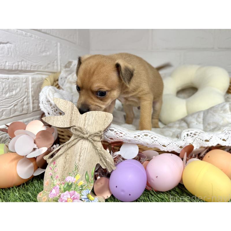 販売中の愛知県のミックス犬-440837の18枚目