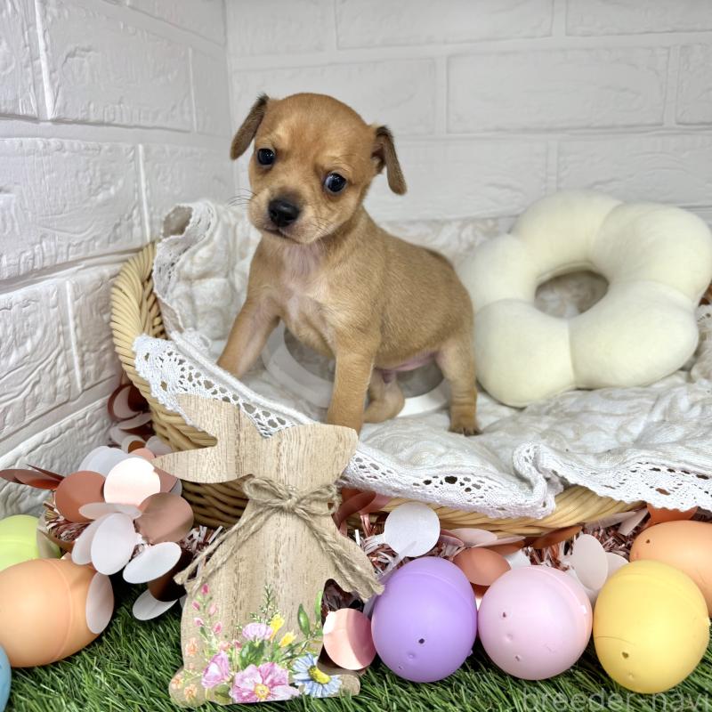 販売中の愛知県のミックス犬-440837の17枚目