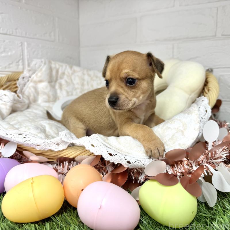 販売中の愛知県のミックス犬-440837の16枚目