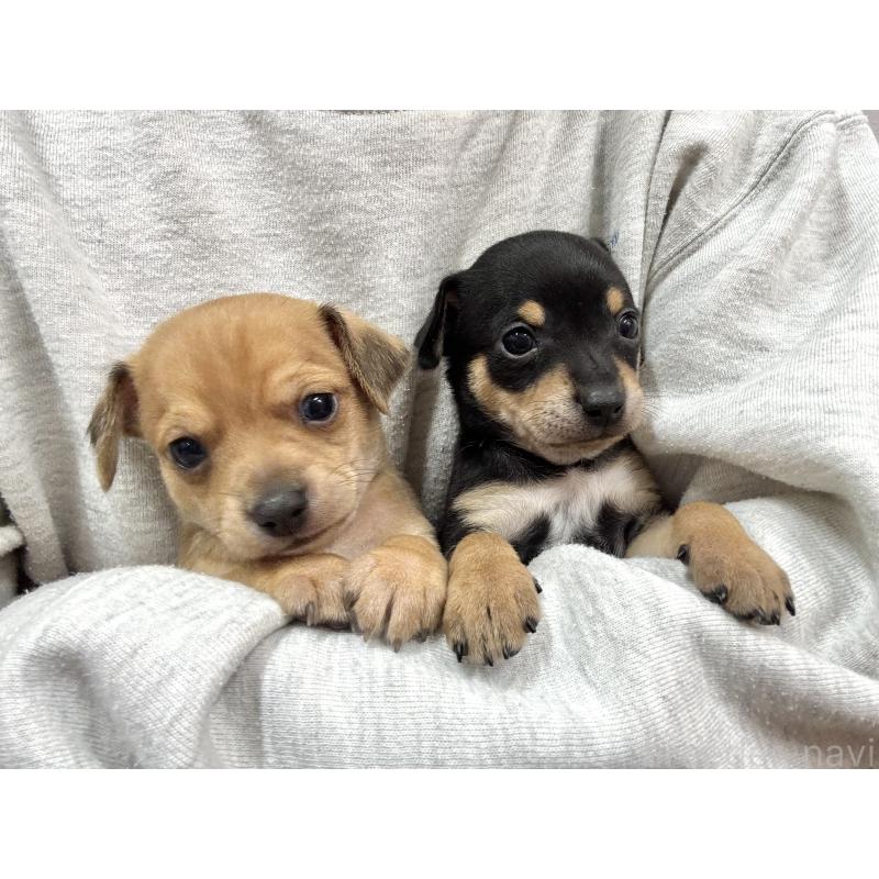 販売中の愛知県のミックス犬-440837の15枚目