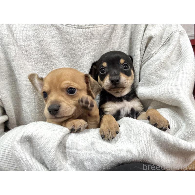 販売中の愛知県のミックス犬-440837の14枚目