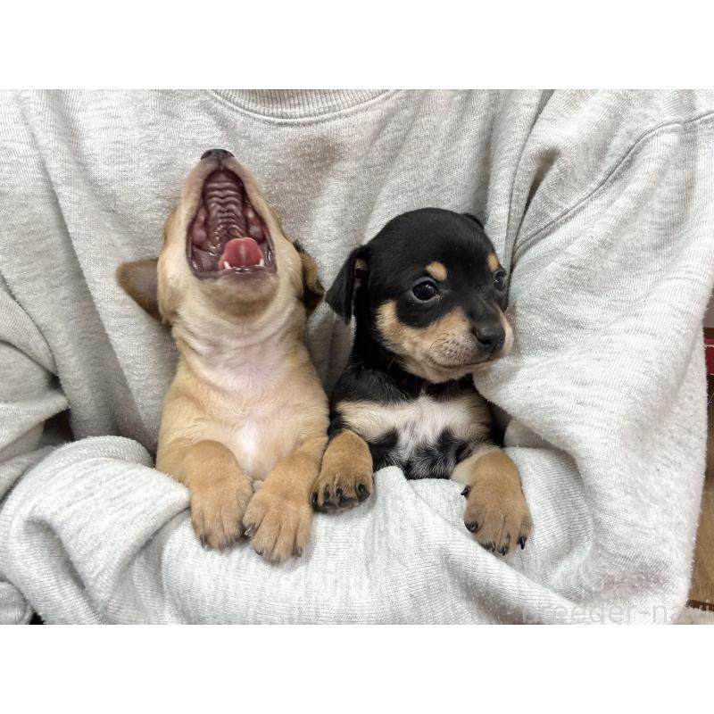 販売中の愛知県のミックス犬-440837の13枚目