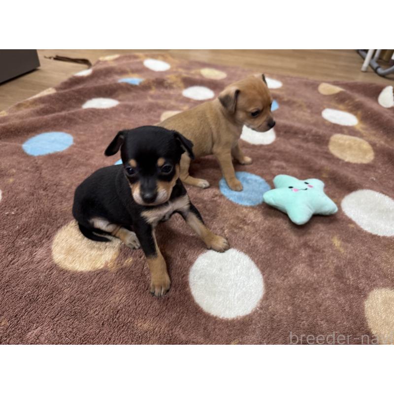 販売中の愛知県のミックス犬-440837の10枚目