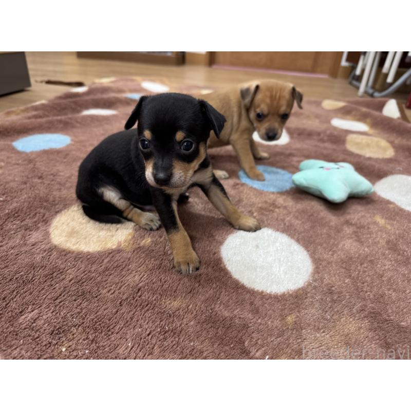 販売中の愛知県のミックス犬-440837の9枚目