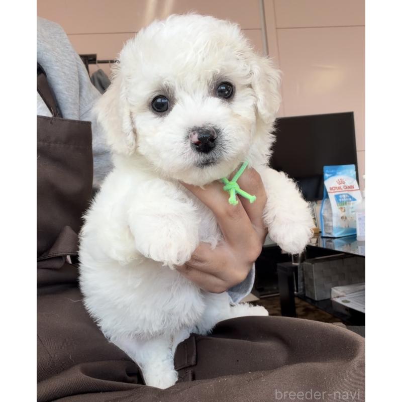 販売中の滋賀県のビションフリーゼ-446938の4枚目