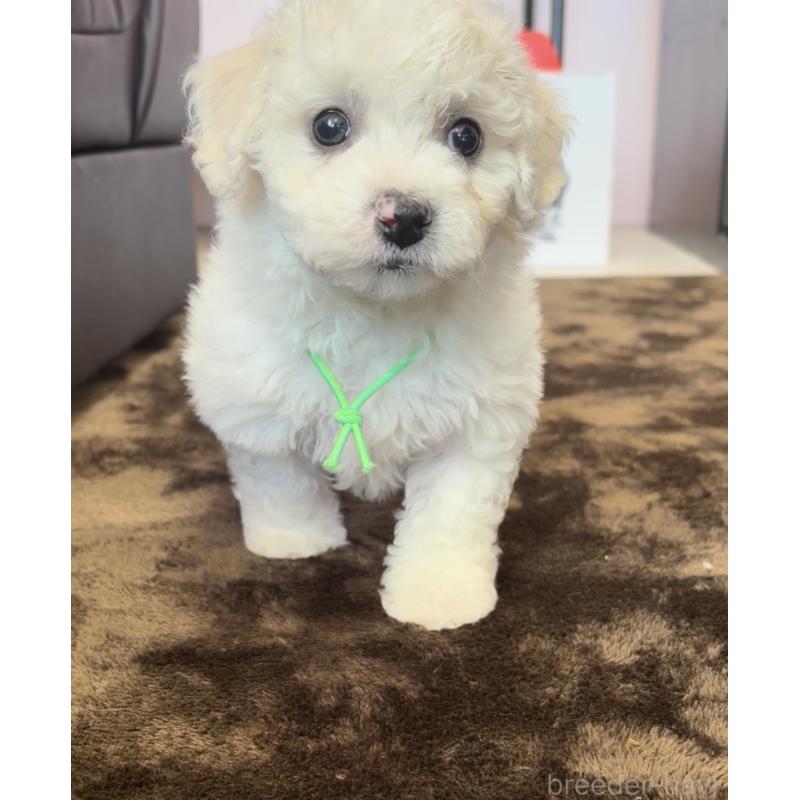 販売中の滋賀県のビションフリーゼ-446938の3枚目