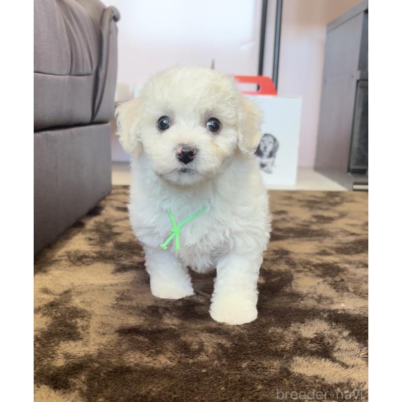 販売中の滋賀県のビションフリーゼ-446938の2枚目