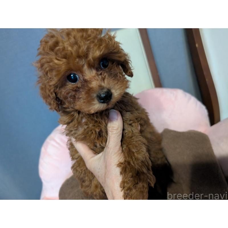 販売中の東京都のトイプードル-446942の3枚目