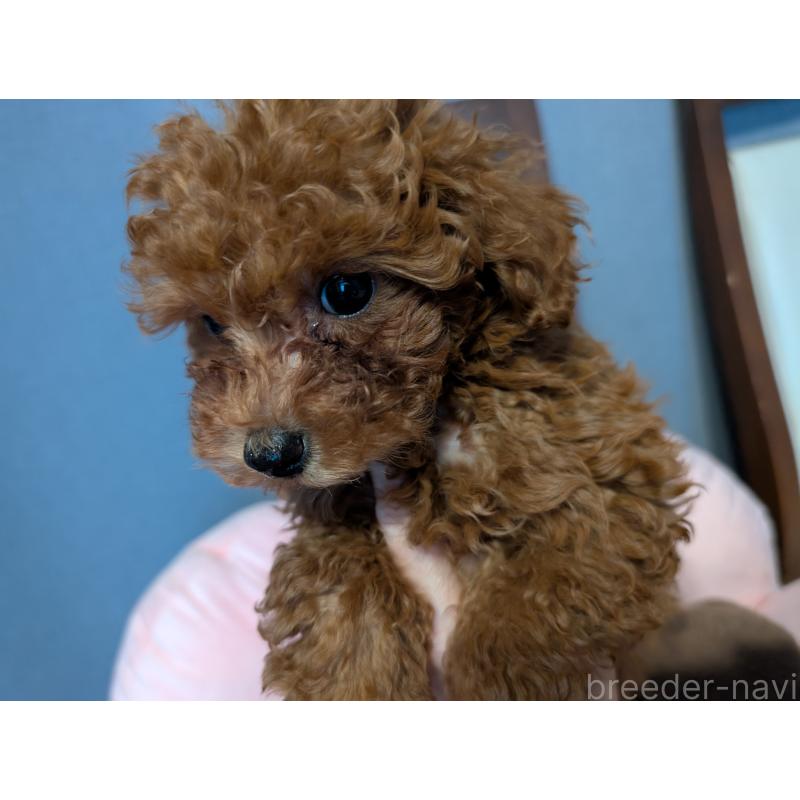販売中の東京都のトイプードル-446942の2枚目
