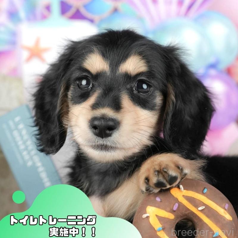 販売中の静岡県のミニチュアダックスフンド(ロングヘアード)-446941の1枚目