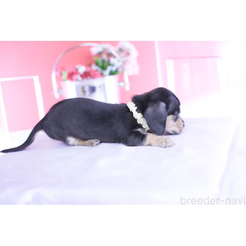 販売中の愛知県のカニンヘンダックスフンド(スムースヘアード)-446940の3枚目