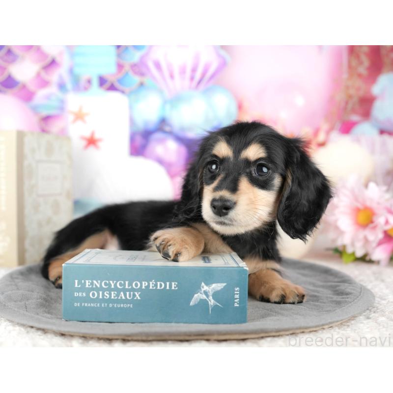 販売中の静岡県のミニチュアダックスフンド(ロングヘアード)-446941の6枚目