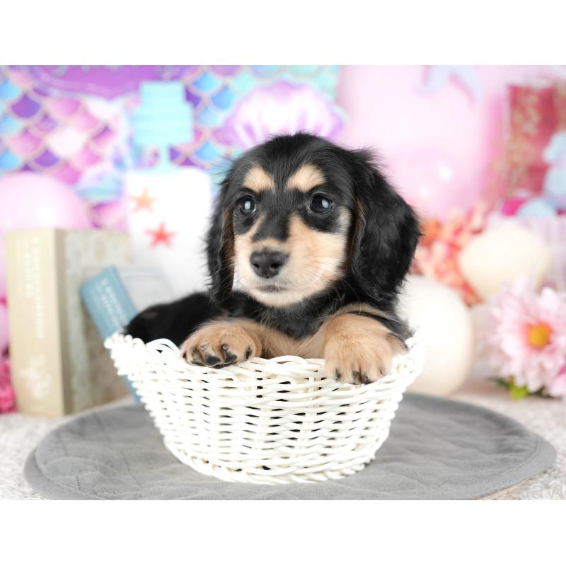 販売中の静岡県のミニチュアダックスフンド(ロングヘアード)-446941の5枚目